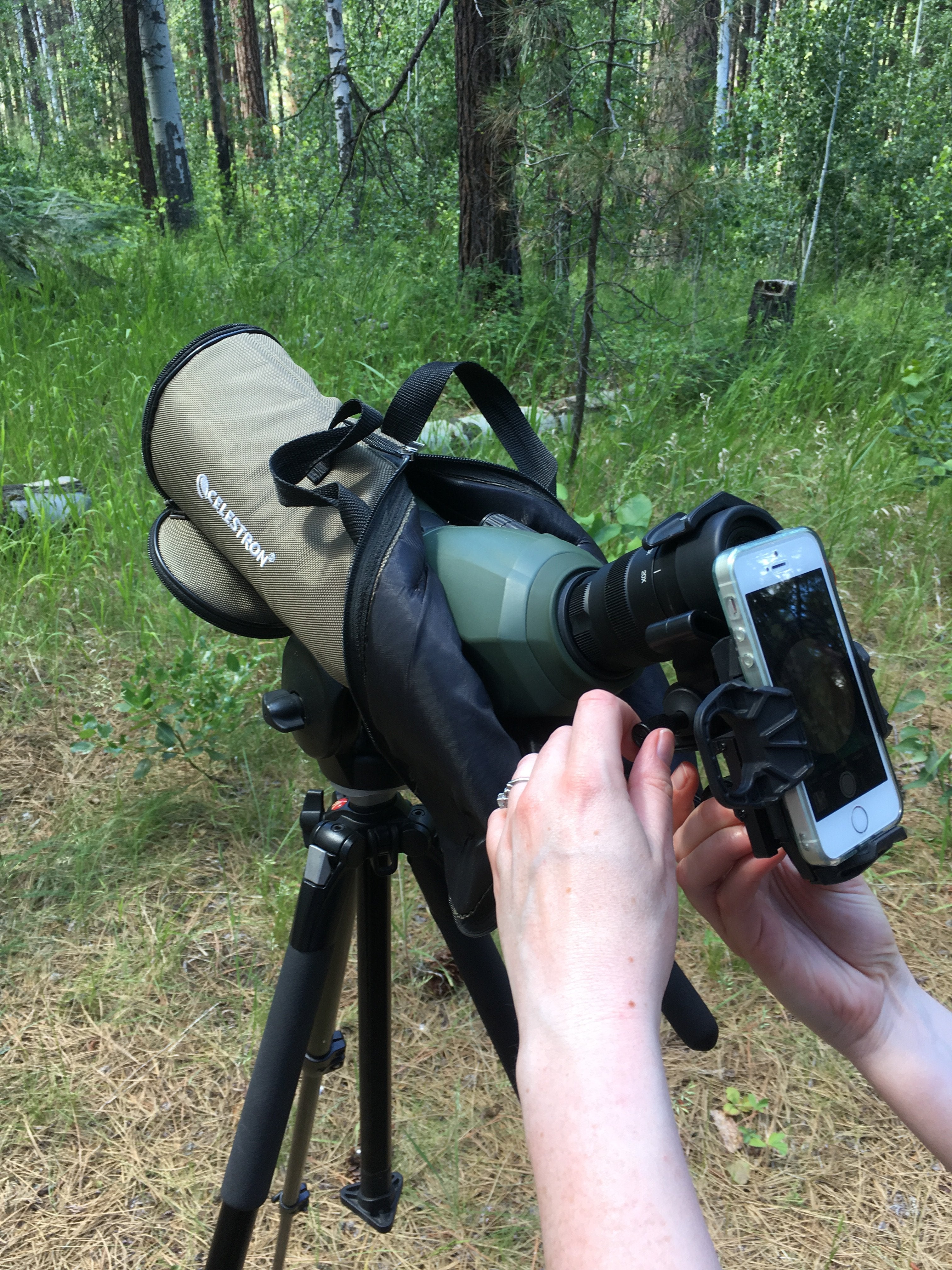 Celestron ultima 80 store digiscoping